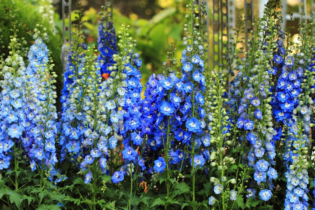 blue delphiniums